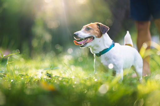 Standing little dog Jack Russell terrier dog in the park on grass meadow