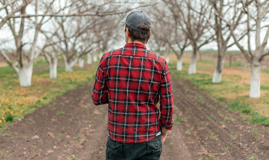 Rear view of handsome confident farmer with baseball cap and flannel shirt standing in walnut fruit orchard, selective focus