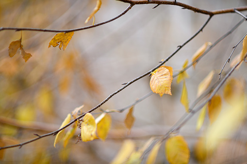 Winter/Autumn beech forest nature background