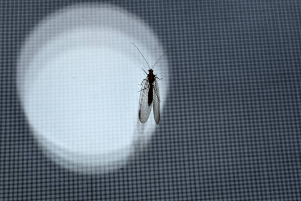 The picture shows an insect with transparent wings called a lacewing, which sits on a white circle.