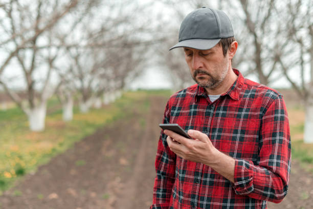 istock Farmer using mobile smart phone app in walnut fruit orchard, smart farming and modern technology 1443539875