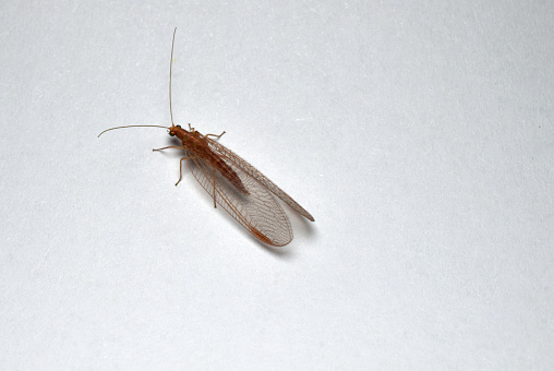 The picture shows an insect with transparent wings called a lacewing.