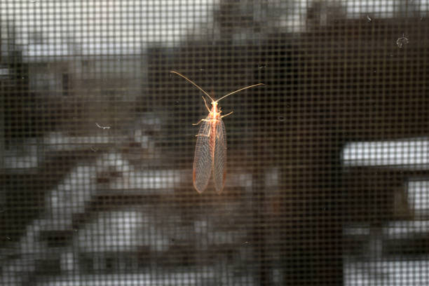 istock Insect golden-eye sits on a grid. 1443540012