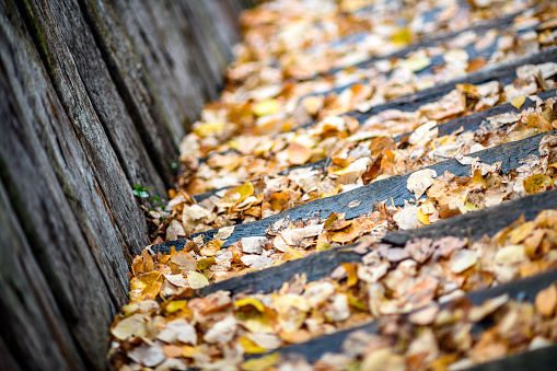 Autumn wood staircase