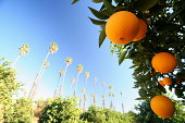 Close of up an orange tree and fruit on a bright day