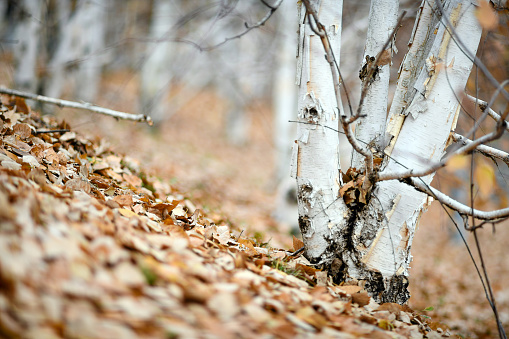 Winter/Autumn beech forest nature background