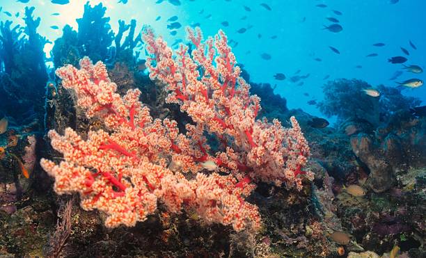 istock red softcoral,red soft coral 144354263