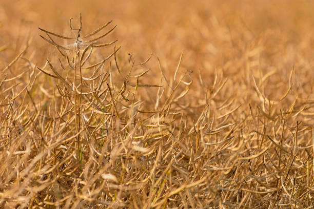 agricultural scene with yellow waves of dry rape field. agricultural land on the hills.