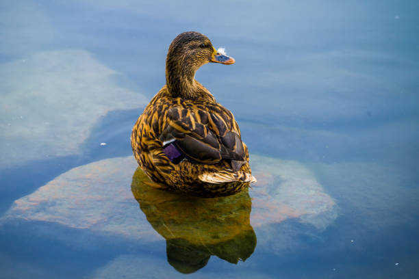Waterbird female, duck standing on a stone in transparent water on lake