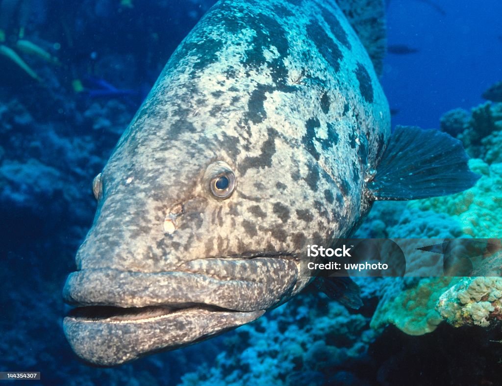 cod, riesenzackenbarsch patate - Foto stock royalty-free di Australia