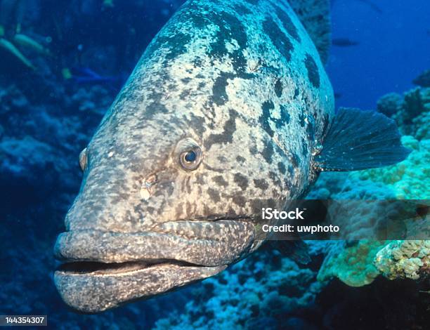 Cod Riesenzackenbarsch Patate - Fotografie stock e altre immagini di Australia - Australia, Cernia, Cernia gigante