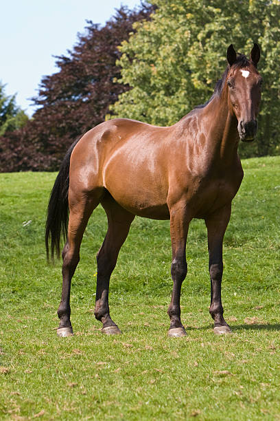 istock Brown Horse Posing in a Field Portrait 144354339