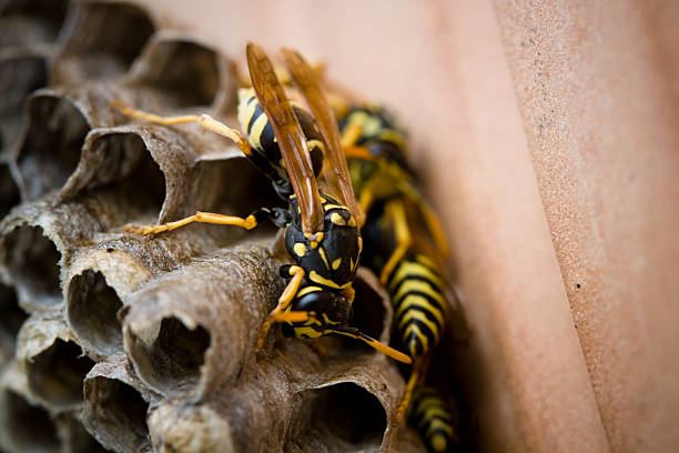 istock Close-up of yellow and black wasps inside a nest 144354340