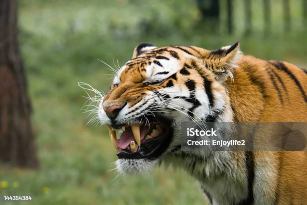 Zła Tiger - zdjęcia stockowe i więcej obrazów Agresja - Agresja, Biały, Czarny kolor