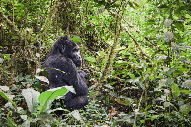 istock Mountain gorilla in Bwindi Impenetrable National Park, Uganda 1443544001