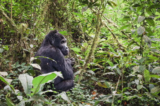 Mountain gorilla in Bwindi Impenetrable National Park, Uganda stock photo