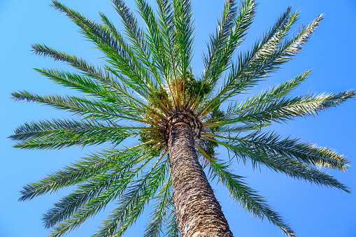 Low angle view of a date palm tree on a blue sky