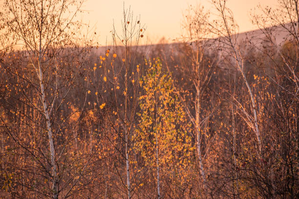 Autumn landscape of a mountain forest at sunset