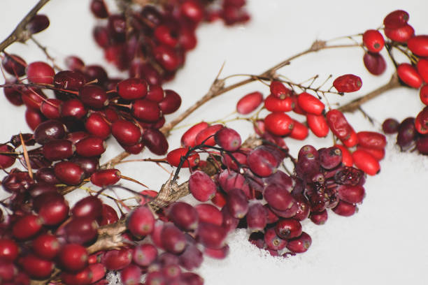 Barberry berries in the snow. Close-up.