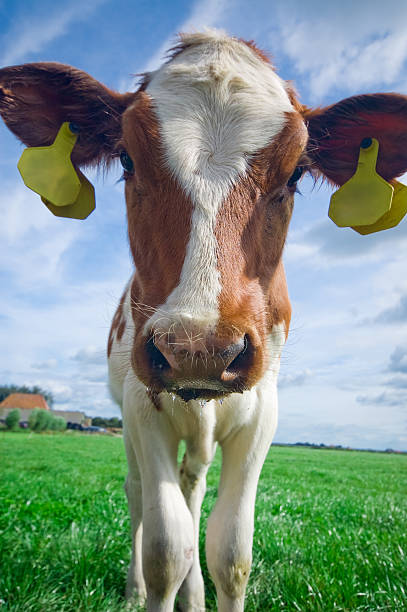 istock cute curious baby cow 144354450