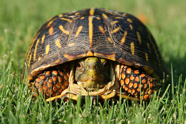 césped de la tortuga - turtle grass fotografías e imágenes de stock