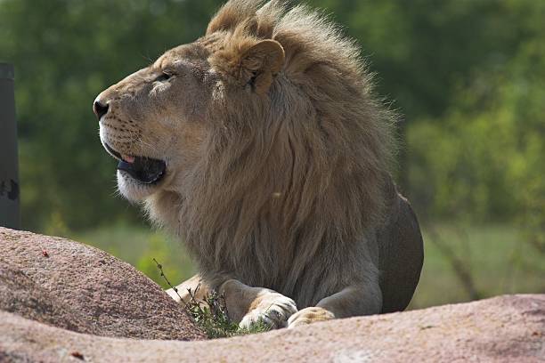Two lions resting on a platform with lush greenery in the background, showcasing their majestic presence.
