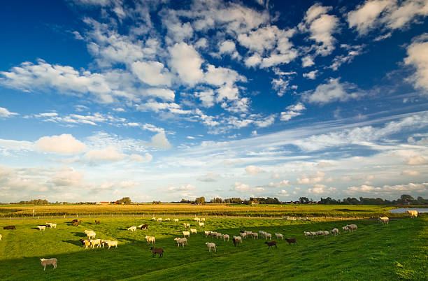 dutch farmland  landscape stock photo