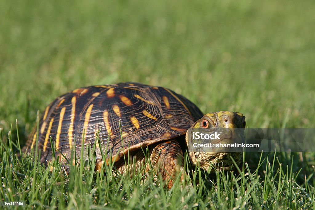 Schildkröte-Turf - Lizenzfrei Kuppeldach Stock-Foto