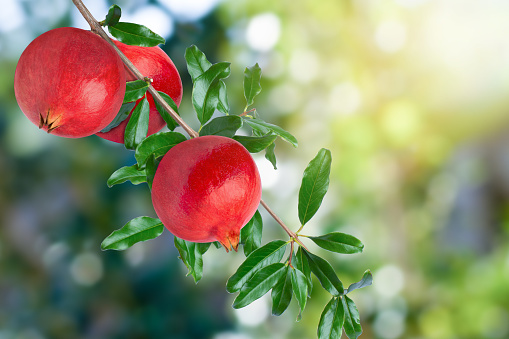 Fresh pomegranate fruit hang on branch tree with blurred background.