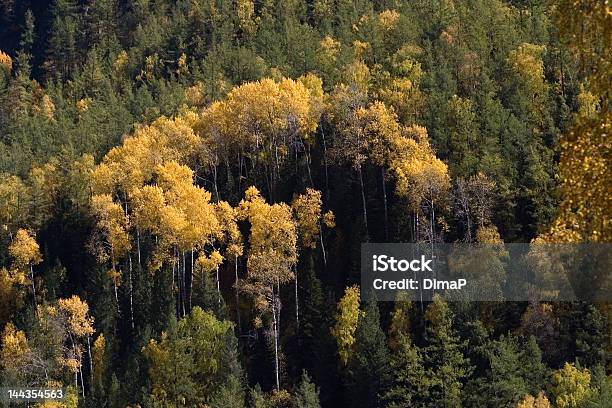 Lautunno - Fotografie stock e altre immagini di Acqua - Acqua, Acqua fluente, Albero