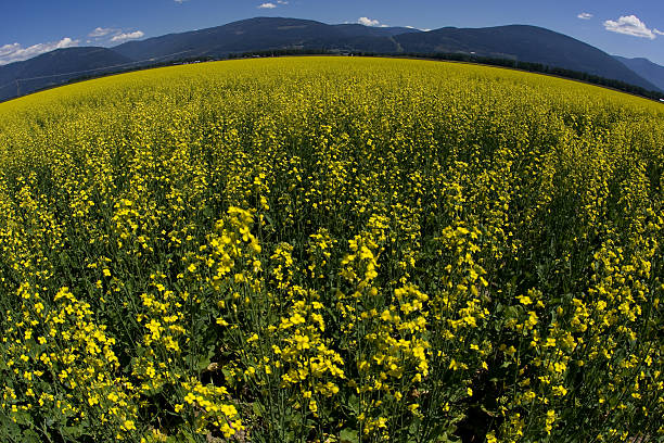 Field of canola flower #1 stock photo