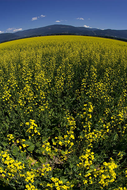 field of canola flower #2 stock photo