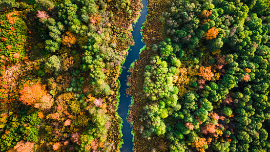 Swamp, forest and river at sunset in autumn. Aerial view of wildlife in Poland, Europe