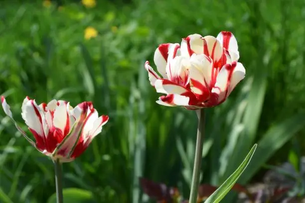 Beautiful striped red and white tulip in the garden