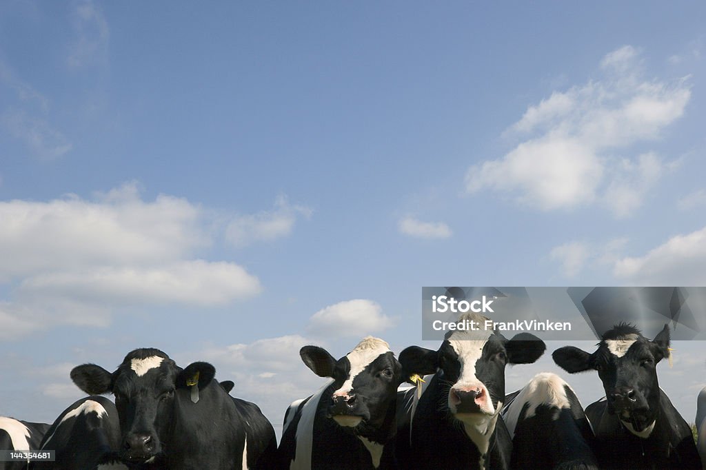 Vacas bajo un cielo azul - Foto de stock de Agricultura libre de derechos