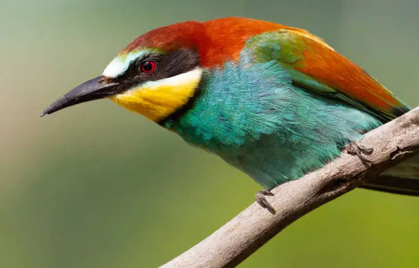 European bee eater, Merops apiaster. Common bee-eater. Close-up