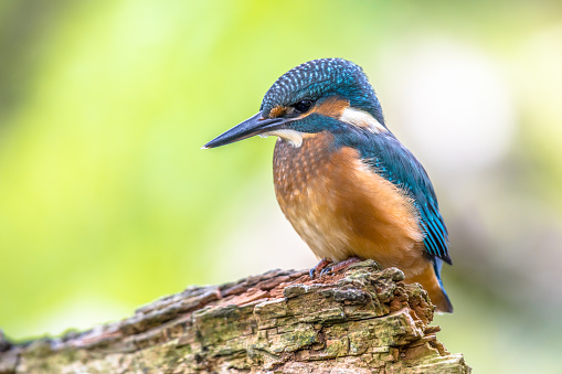 Eurasian kingfisher (Alcedo atthis) is a widespread small kingfisher with distribution across Europe, Asia and North Africa. It is resident in much of its range but migrates from areas where rivers freeze in winter.