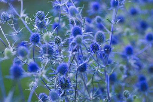 Eryngium planum, the blue eryngo or flat sea holly, is a  plant in the family Apiaceae, native to the area that includes central and southeastern Europe and central Asia