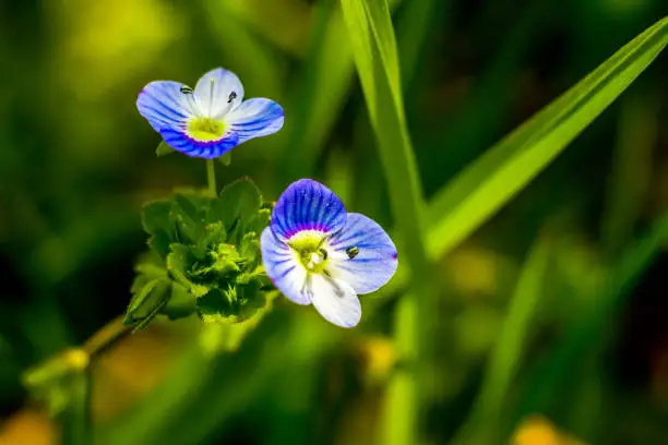 Little blue flowers on green grass background closeup