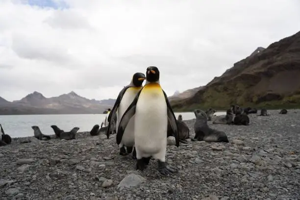 King penguins and fur seals in Antarctica