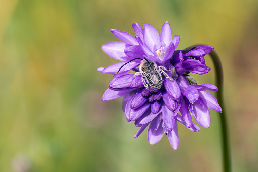 Long horned bee pollinating a Blue dick wildflower (Dichelostemma capitatum), San Francisco bay area, California