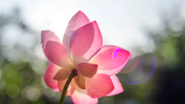 Lotus flower blooms towards the early sun, photograph from underneath the flower. Natural early light passes through soft Lotus petals and creates a lens flare.