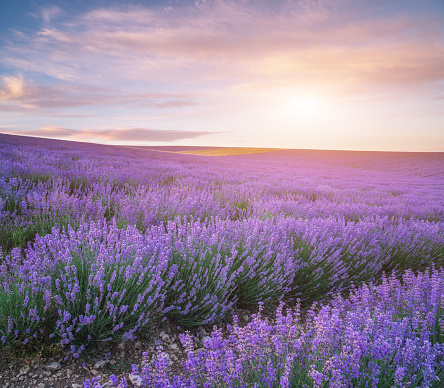 Meadow of lavender at sunset. Nature landscape composition.