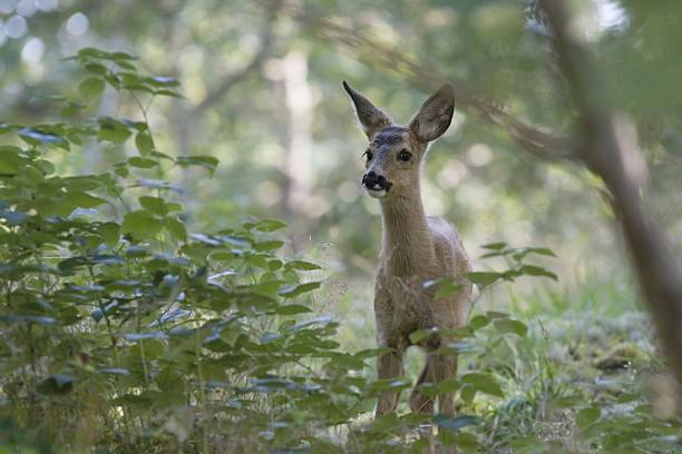 Roe deer stock photo