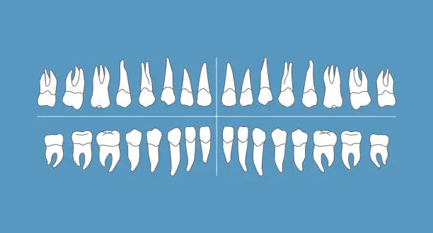 Vector illustration of Dental Chart