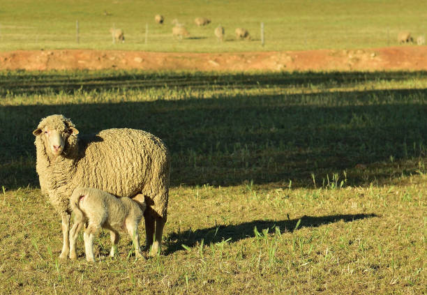 istock An ewe and her suckling lamb in a pasture with dry yellow grass 1443548080