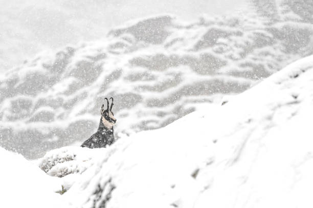 Winter in the wild Alps, chamois male under extreme snowfall (Rupicapra rupicapra) Wild Alps, the winter season! alpine chamois rupicapra rupicapra rupicapra stock pictures, royalty-free photos & images