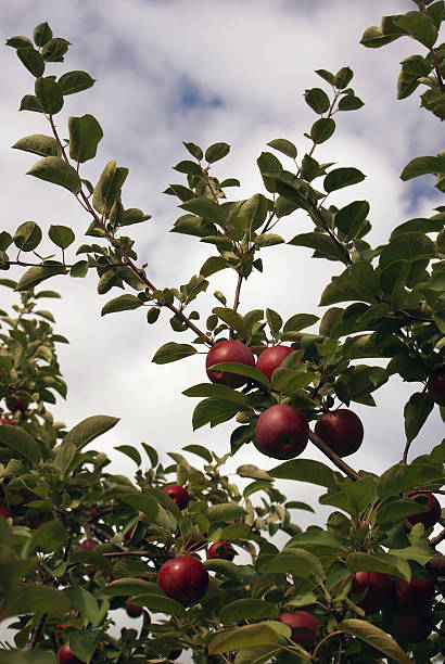 Apple Tree stock photo