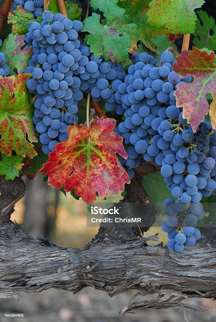 Final del verano en Napa - Foto de stock de Agricultura libre de derechos