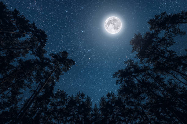 istock a Night sky in a pine forest at Christmas day 1443549174